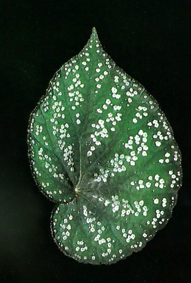 B. ‘Bernice Brilmayer’